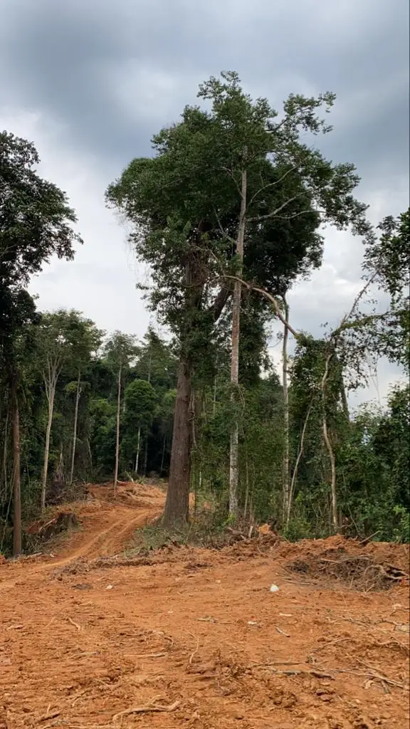 Chengal Log Raw Wood Logs From Malaysia