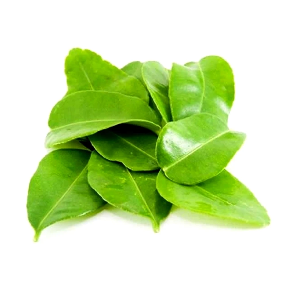 100% Kaffir Lime Leave Powder Premium Gourmet Ingredient for Thai Asian Cuisine Rich Green Color and Extremely Aromatic Premium