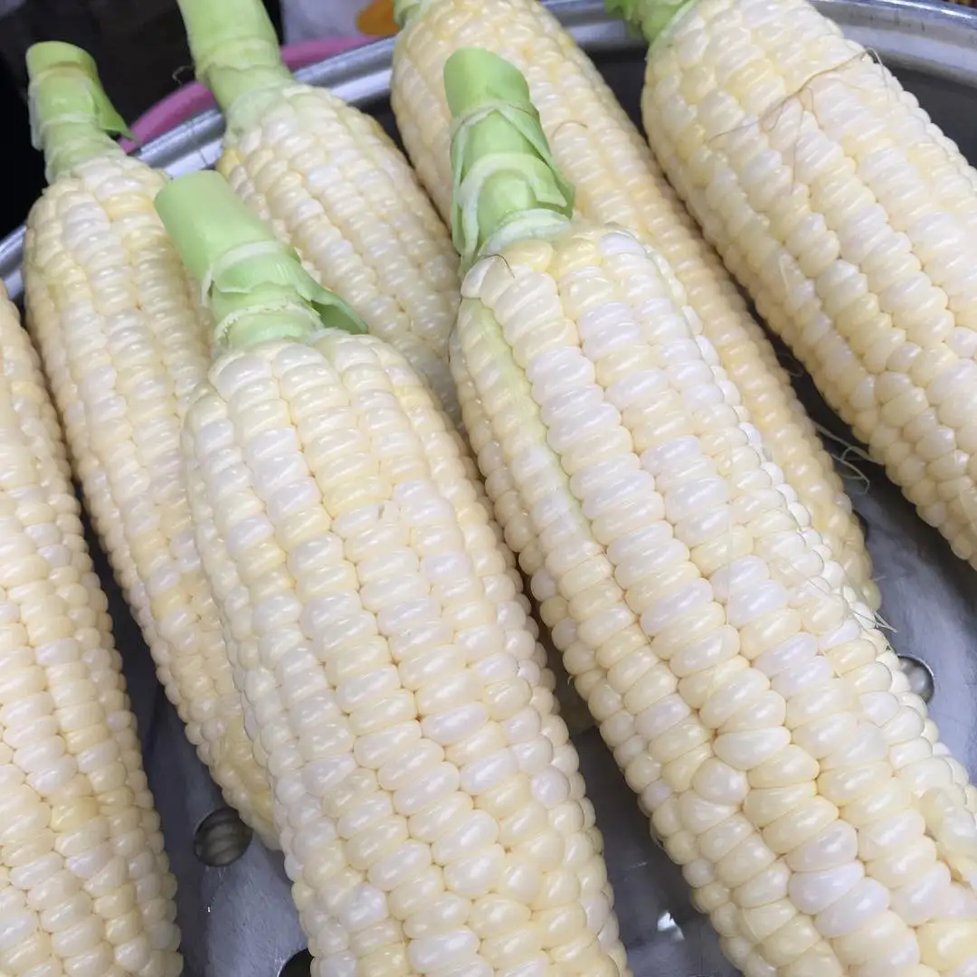 White Corn Haccp IQF Super Sweet Corn Kernel Bulk