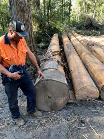 
Australian species Eucalyptus timber logs and sawn timber Blackbutt & Spotted Gum 