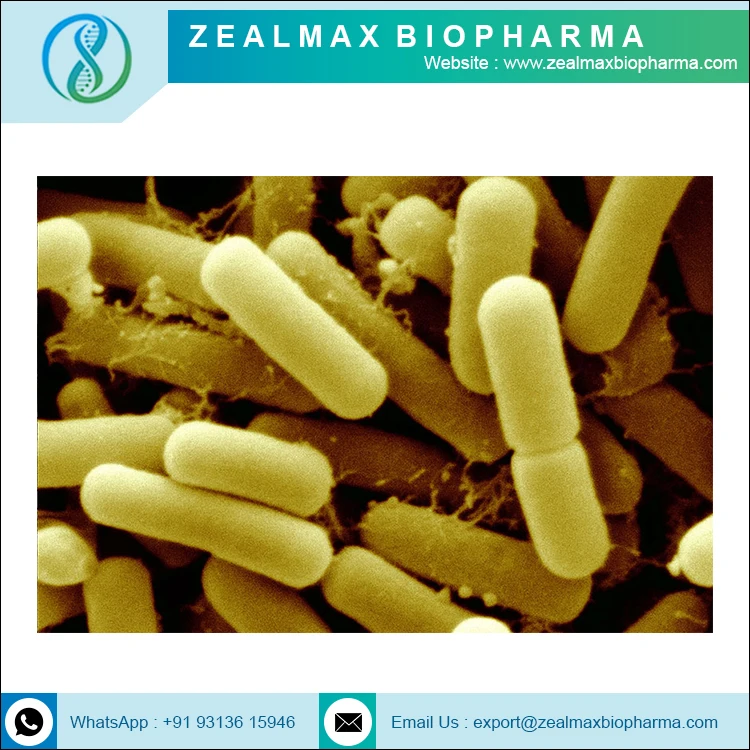 Probiotics Lactobacillus Reuteri Bulk Factory Sale Probiotic Powder Lactobacillus Reuteri - Zealmax Biopharma