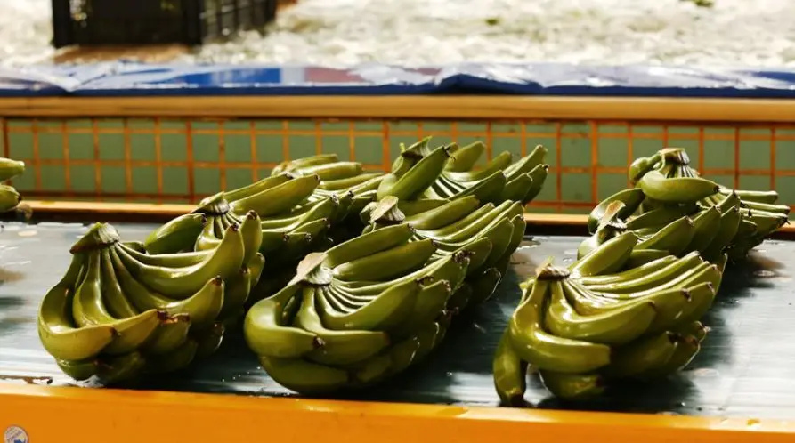 Свежий банан из Турции класса А по оптовой цене! Готов к экспорту в течение 12 месяцев