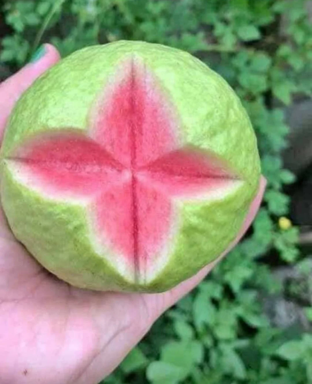 
2021 Fresh Guava Made From Vietnam Packed In Carton 5Kg 9Kg 9.5Kg 10Kg Net Weight 0084 947 900 124 