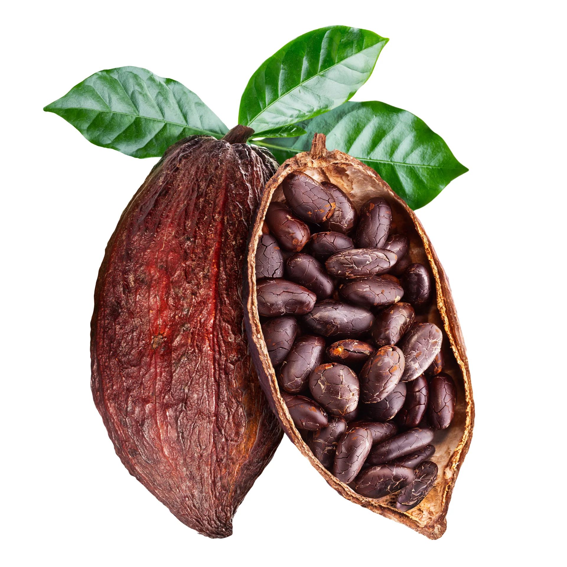 Сушеные какао бобы