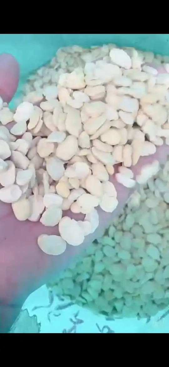 High Quality crushed beans 2021 New Cultivated Best Quality