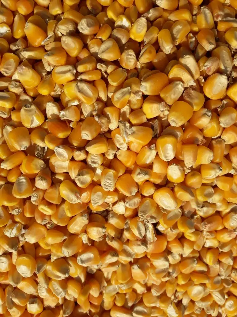 Animal Feed Yellow Maize Poultry Feed