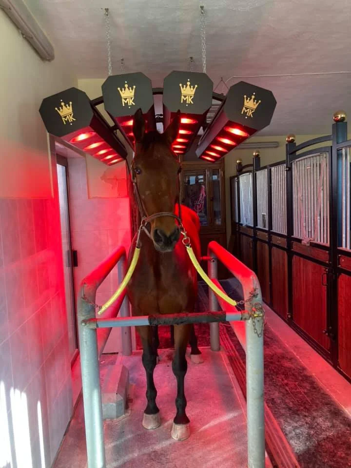 MK Solarium for horses, rehabilitation
