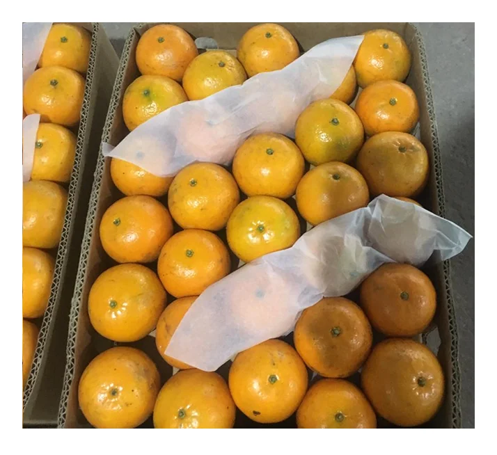 Cheap Price  Pakistan Famous Brand mandarin orange Kinnow Malta Whole sale