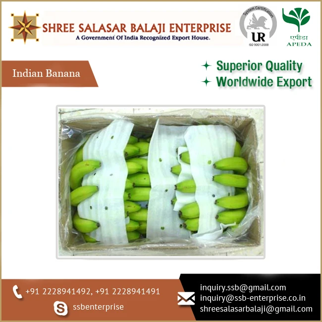 Supplier of Premium Quality Fresh Green Colored Organic Cavendish Bananas for Universal Buyers