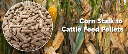 Corn silage for animal feed/ Corn silage top quality for sale made in Vietnam - Kotinochi brand