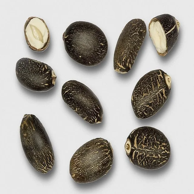 
Dried fruits with shells Jacaranda chelonia seeds for sowing 