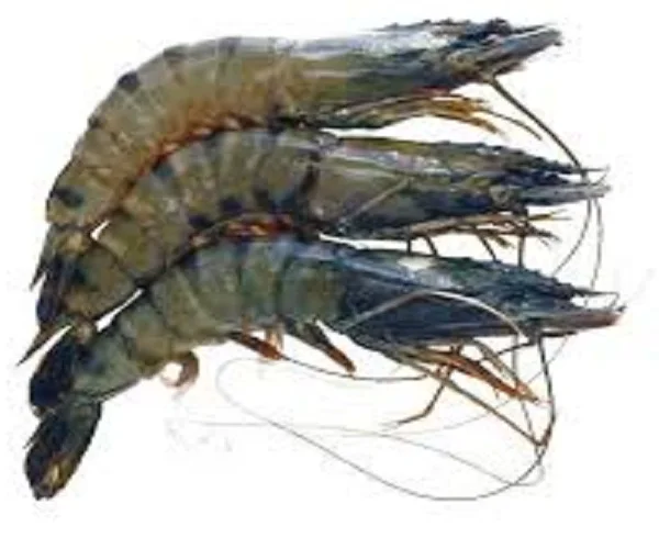 High Selling Fresh Frozen Whole Vannamei Shrimp White / Black Tiger Shrimp /prawn