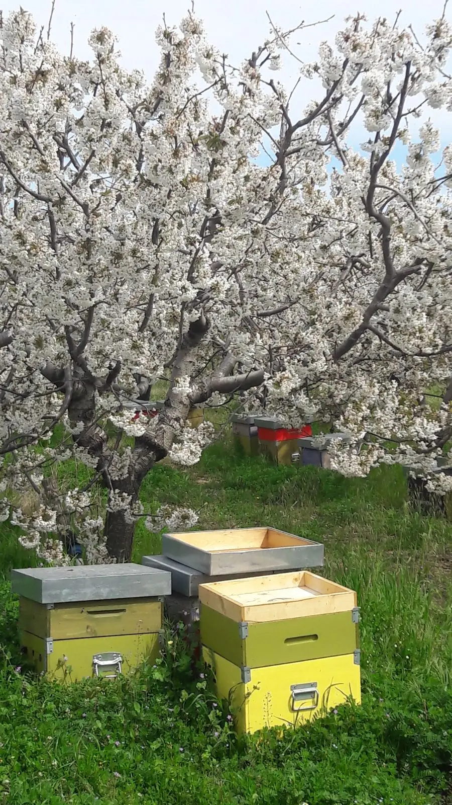 Honeysuckle Honey 100% Made in Italy Top Quality  Fattoria Italiana Martelli