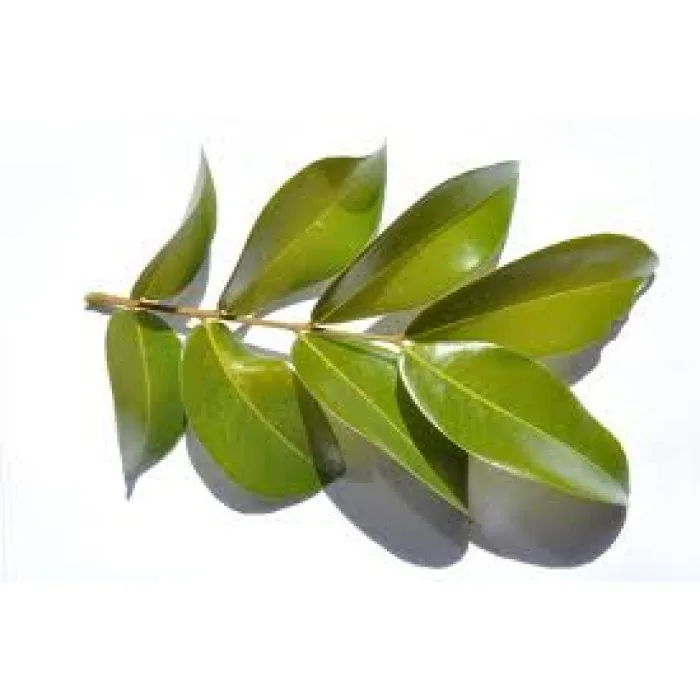 Wholesale 100% Pure Copaiba Essential Oil for Export Sale at Bulk Price