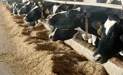 Palm Kernel Cake Wheat Bran a Grade 25KG & 35KG Packaging Vegetable Powder for Animal Feed Full Fat Soybean Meal 3 Admixture (%)