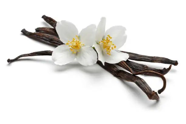Wholesale Best Quality Vanilla Beans For Sale In Cheap Price