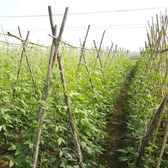 Fresh Super Delicious Taste Premium Quality Runner Bean - Whole Fruit Export