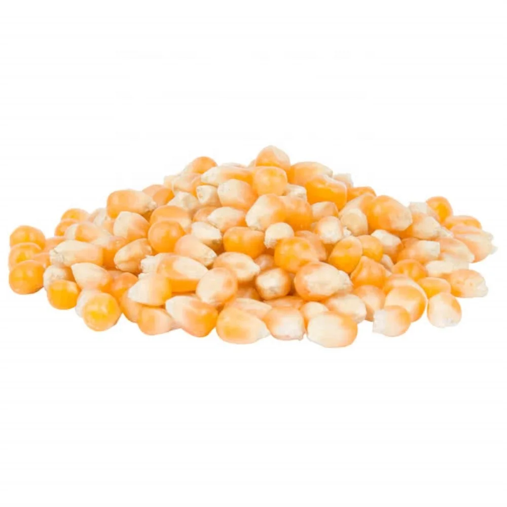 
yellow corn 