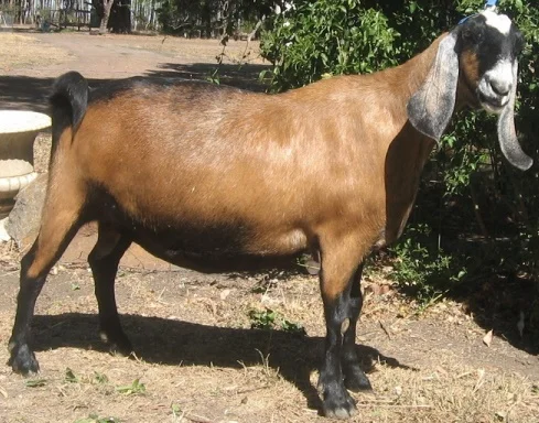 
Anglo Nubian goats 