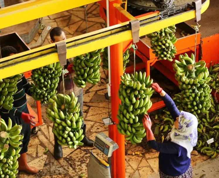 Свежий банан из Турции класса А по оптовой цене! Готов к экспорту в течение 12 месяцев