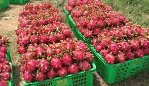  100% Свежий фрукт дракона/+ 84 845 639639 праздничный