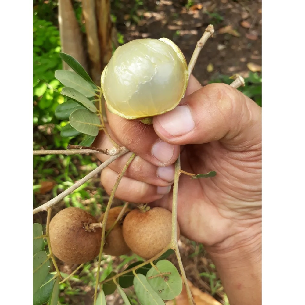 Hot Popular Tropical Fresh Ripe Fruit Dimocarpus Longan with Thick Brittle flesh, Natural smell supplied by Vietnam Manufacturer