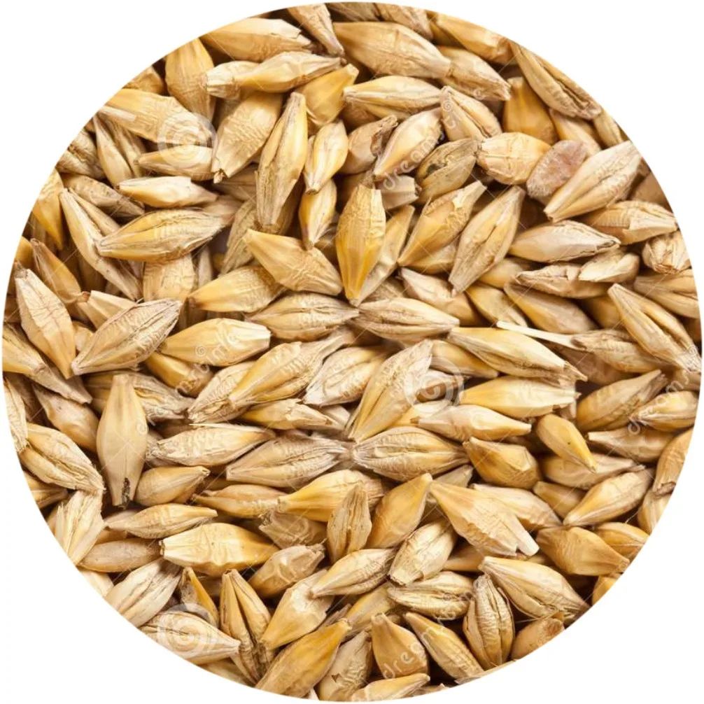 
Barley grain (class 2) from Kazakhstan 