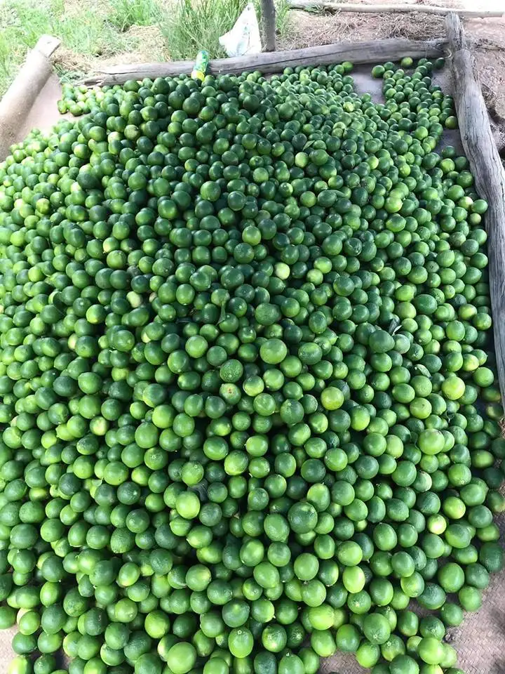 
FRESH GREEN LEMON NO SEED ORIGIN VIETNAM 