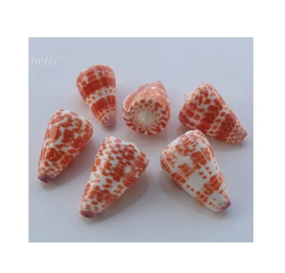 Речная ракушка Mussel Half Shell-яркий цвет натуральных ракушек по хорошей цене