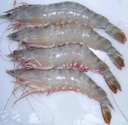 Frozen Shrimp brands with good factory price / SEAFOOD Top Quality Cold Water Shrimp