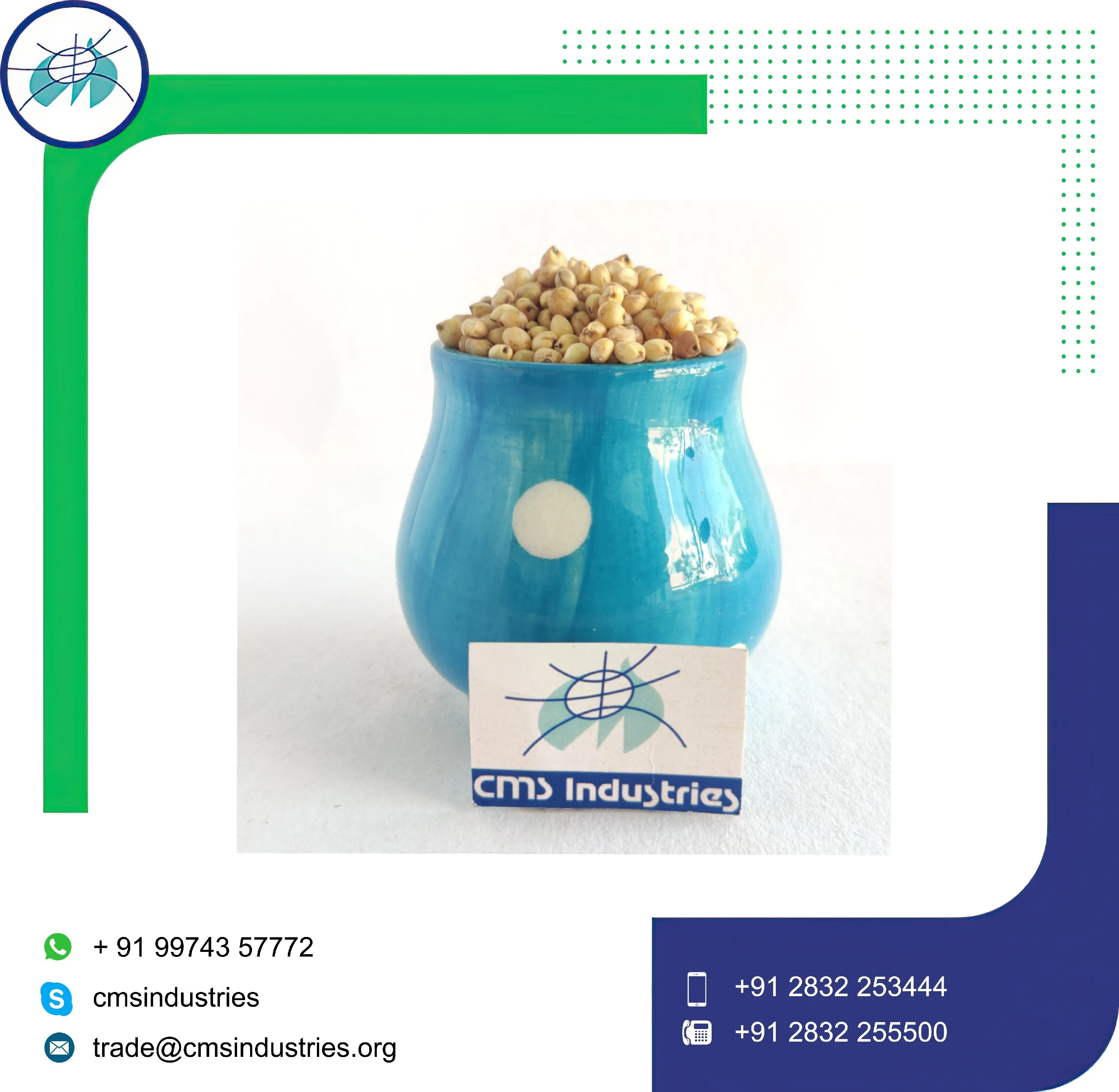 Undamaged Creamy White Sorghum for Feeding Bird