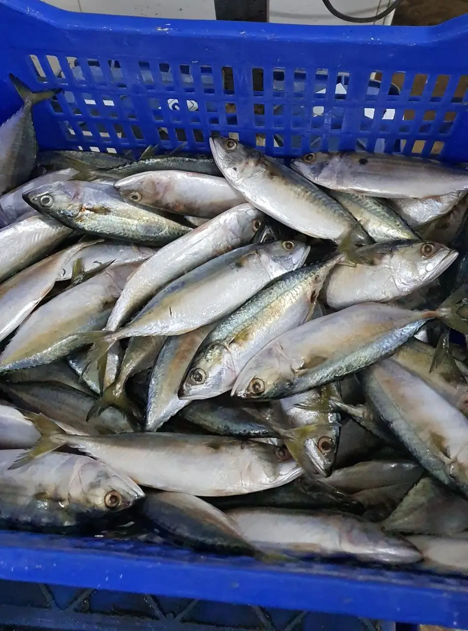 Замороженная Тихоокеанская скумбрия большого размера 300-500 г