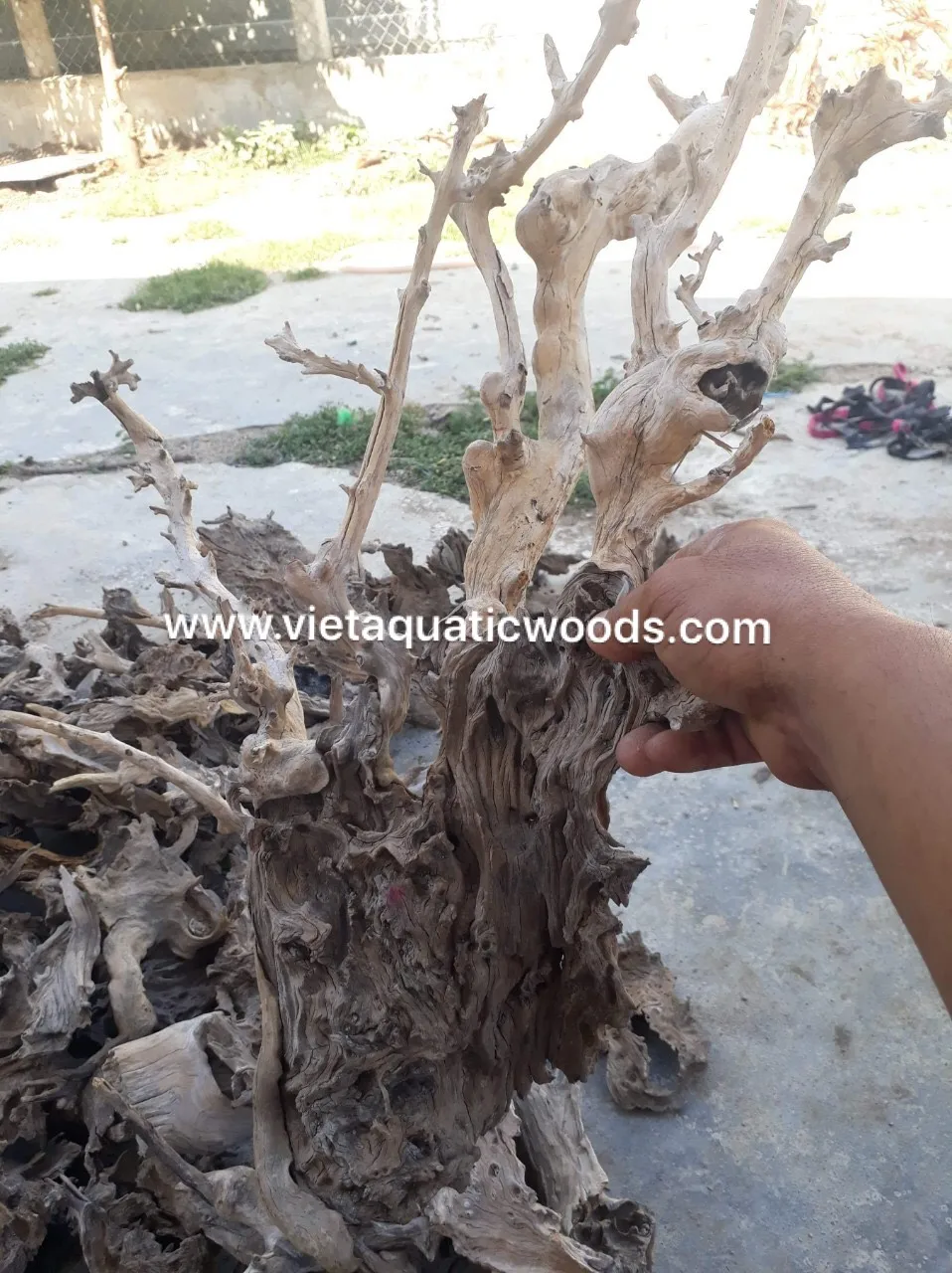 Hot arrival  Natural driftwood for aquarium ornament Whatsapp +84 963949178