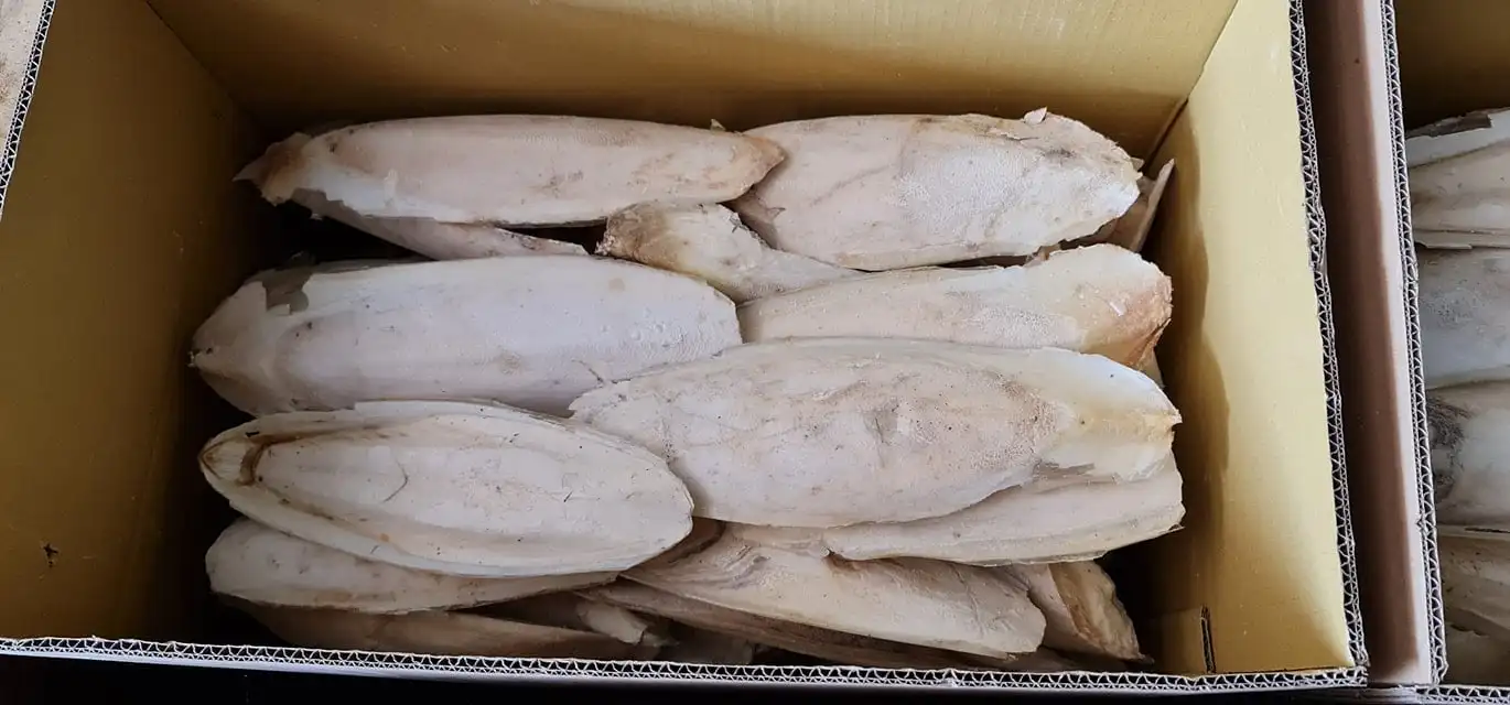 Fresh VIETNAM CUTTLEFISH BONE 2021 Ms. Annie +84 973125732 ( Whapsapp )