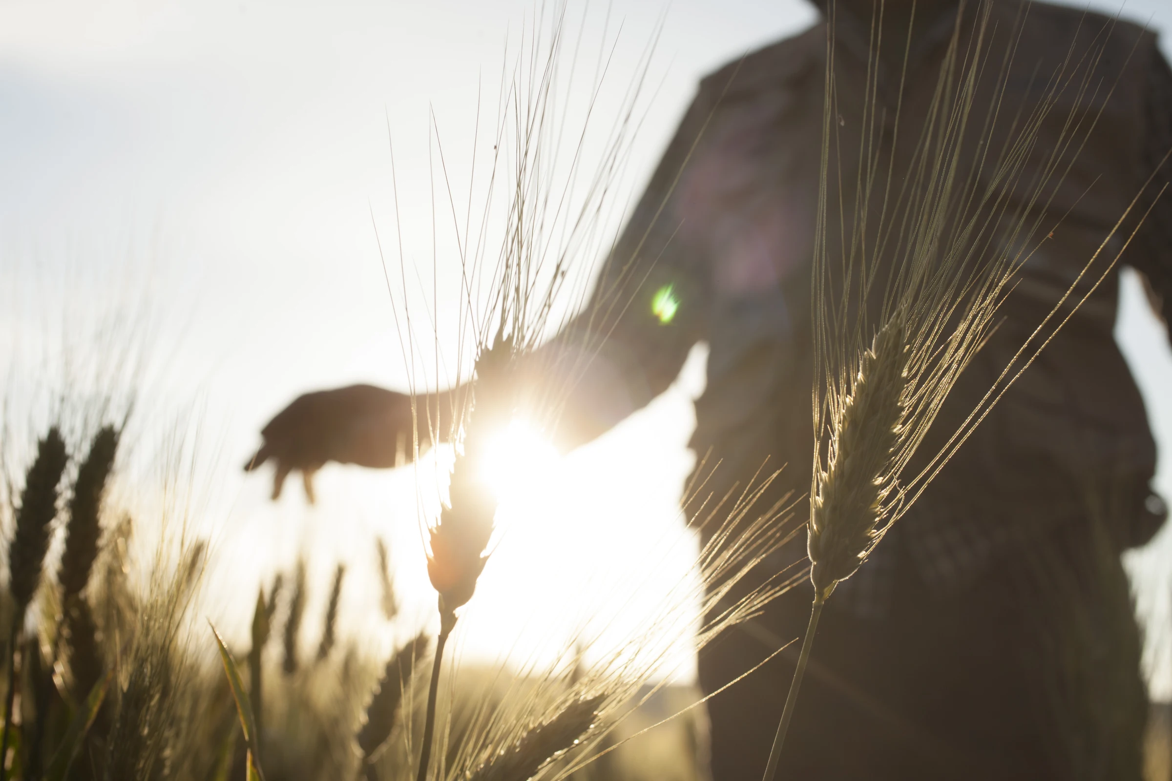 Top Quality 100% Italian Dry pasta 500g Penne Tricolore in bag Durum Wheat semolina Pasta for Cooking