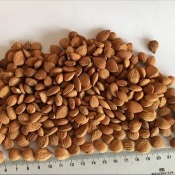 SWEET APRICOT KERNELS