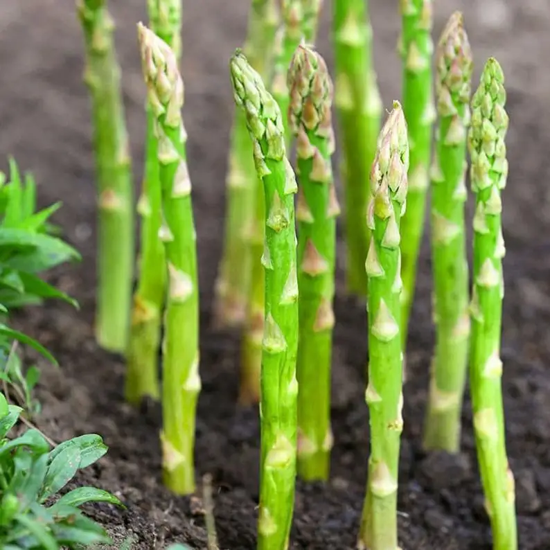 ASPARAGUS FRESH SIZE AA - MS. ELAINE +84 375 431 541
