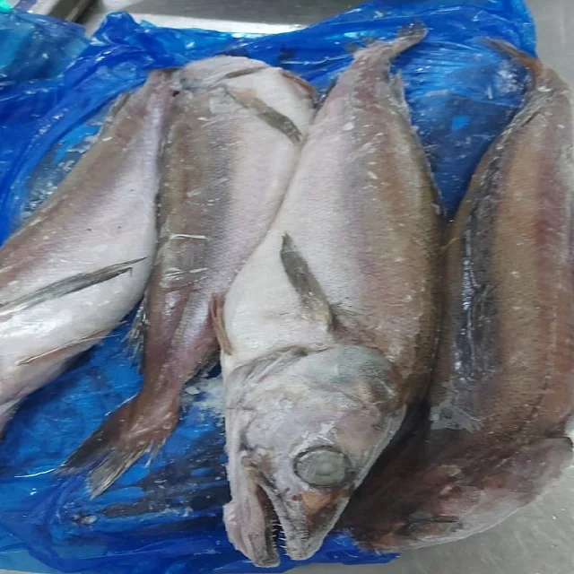 Frozen Hake Gayi  Bulk Quantity at Wholesale Price