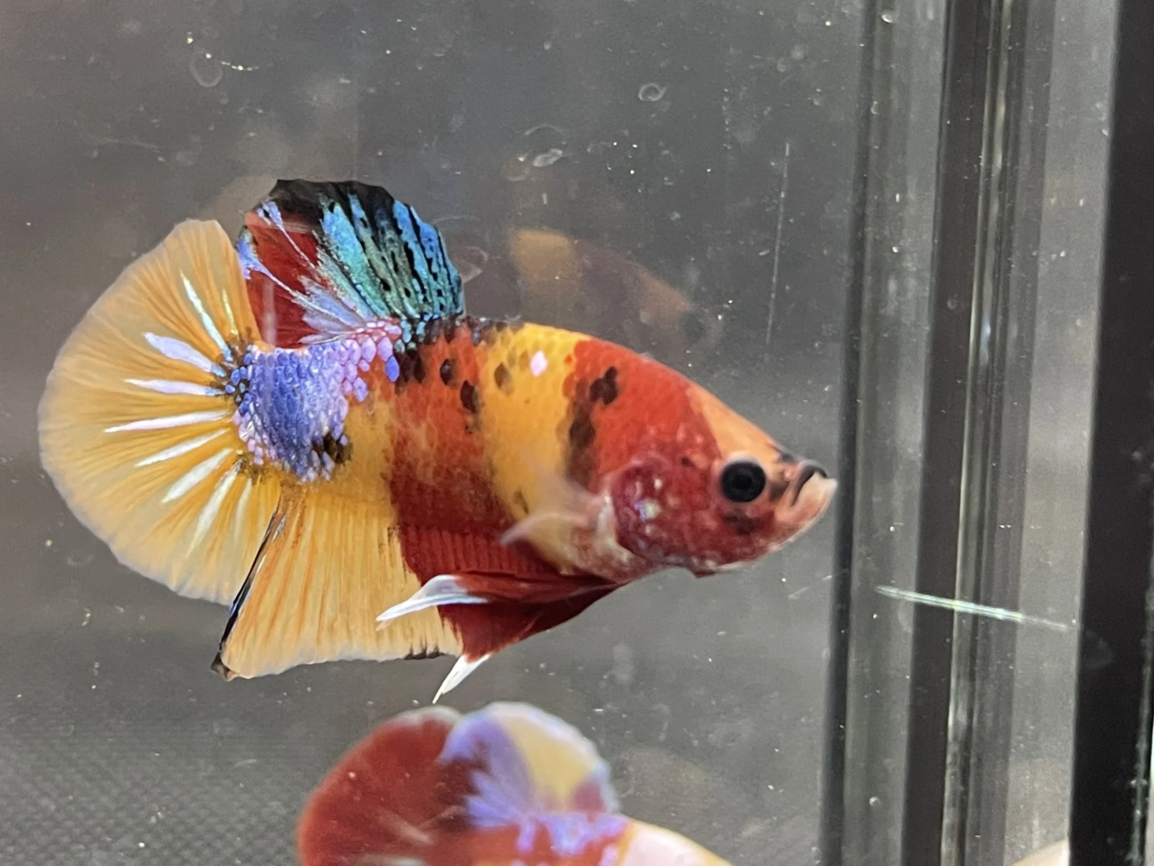 HMPK YELLOW NEMO BETTA FISH - Multicolor Thailand Betta Fish Premium Quality Plakat Siamese Fighting Fish Ornamental Aquariums