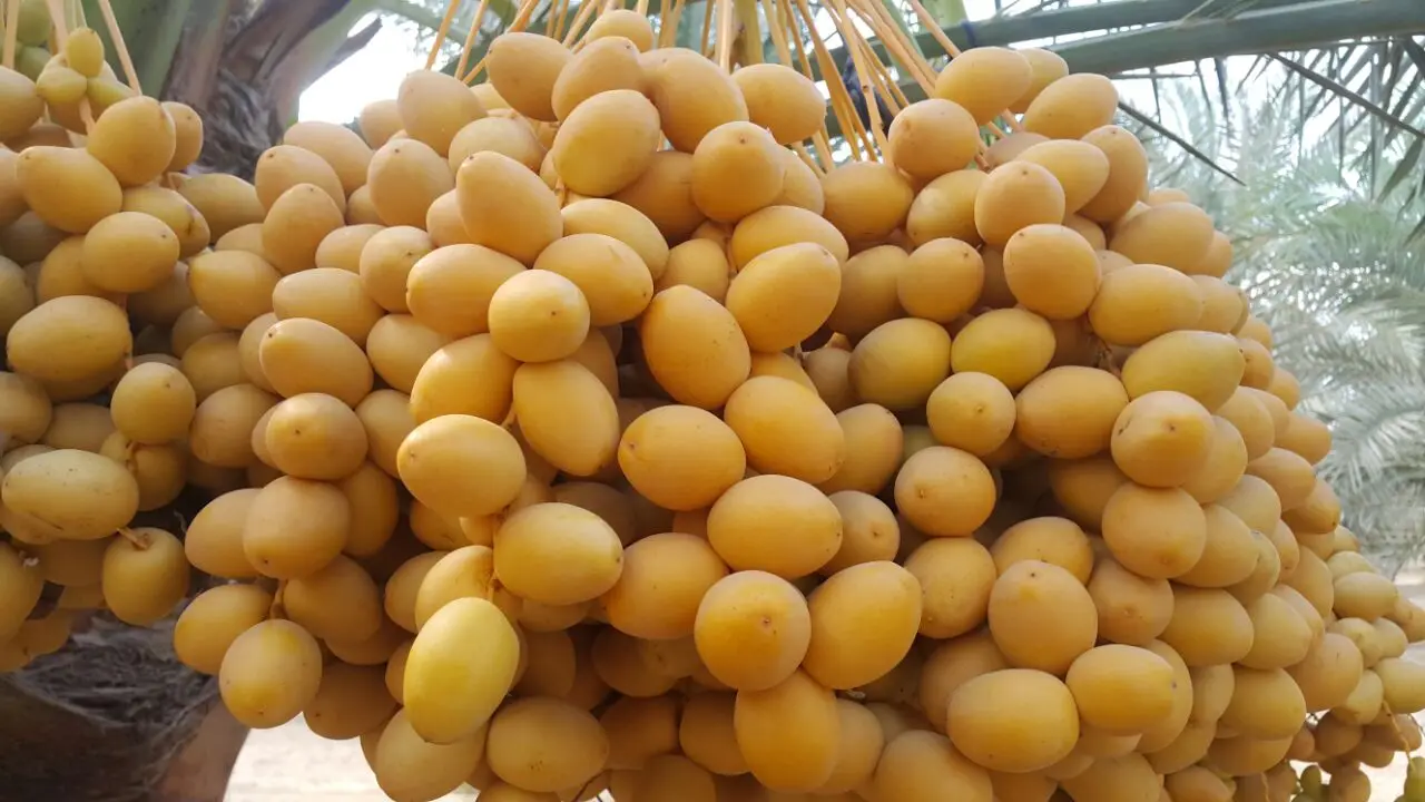 High Quality Fresh Egyptian Barhi Dates for Export