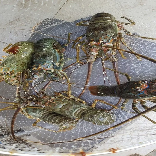 
Вьетнам HACCP/ISO Живые раки-блесковый Лобстер 