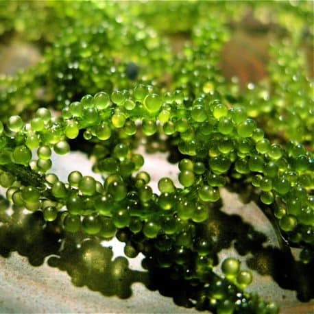 
SEAGRAPE in seaweed from VIETNAM 