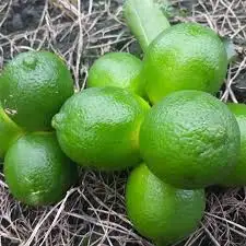 VIETNAM FRESH SEEDLESS LIME GREAT QUALITY WHATSAPP WECHAT VIBER 0084326572671