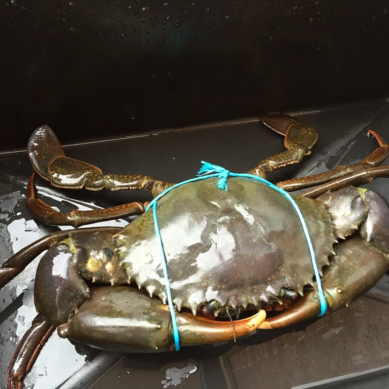  Premium Quality Fresh Crab/ live Mud Crab Green Colour For