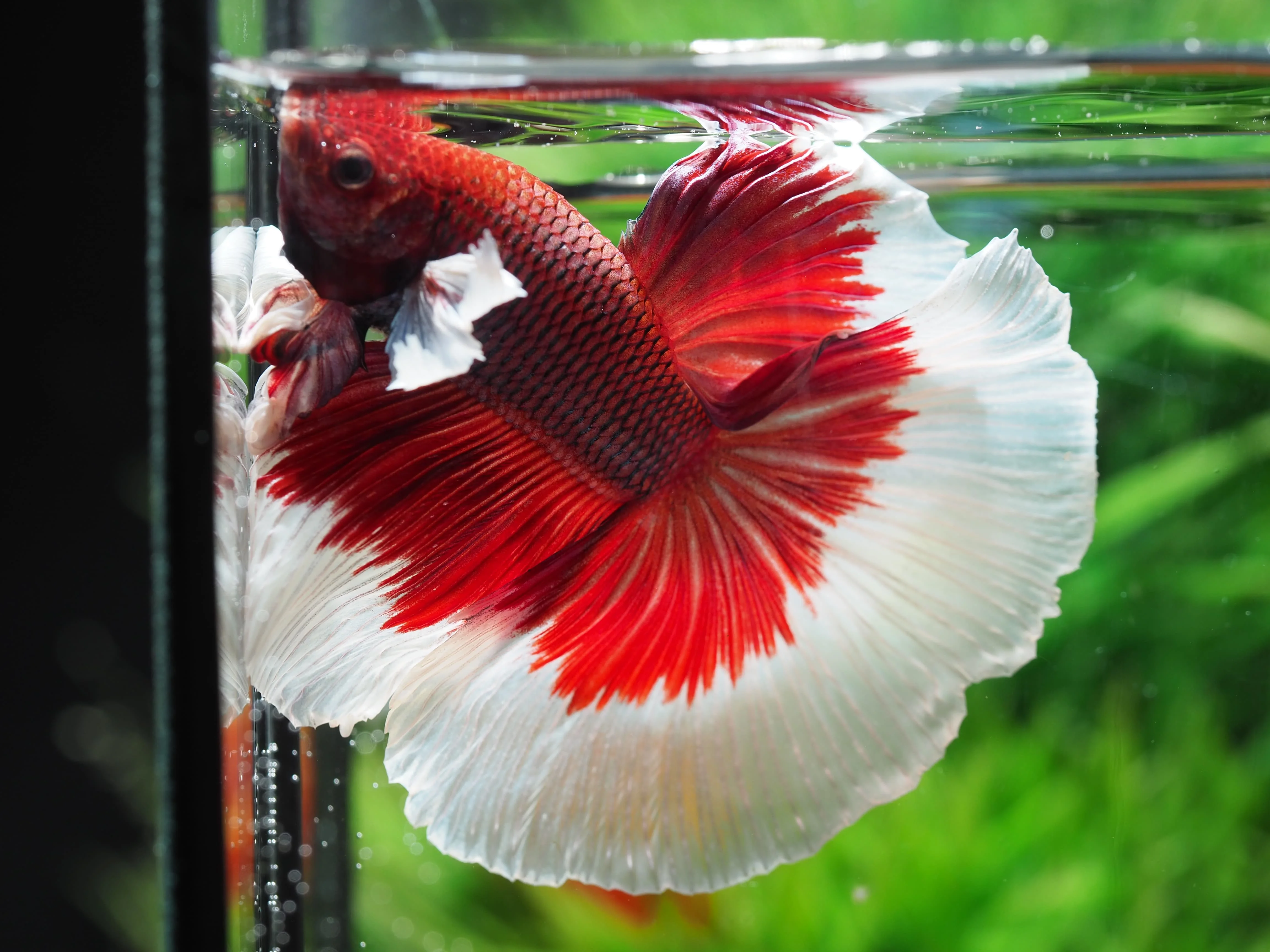 
HALFMOON DUMBO - Multicolor Thailand Betta Fish Premium Quality Plakat Siamese Fighting Fish Ornamental Aquariums 
