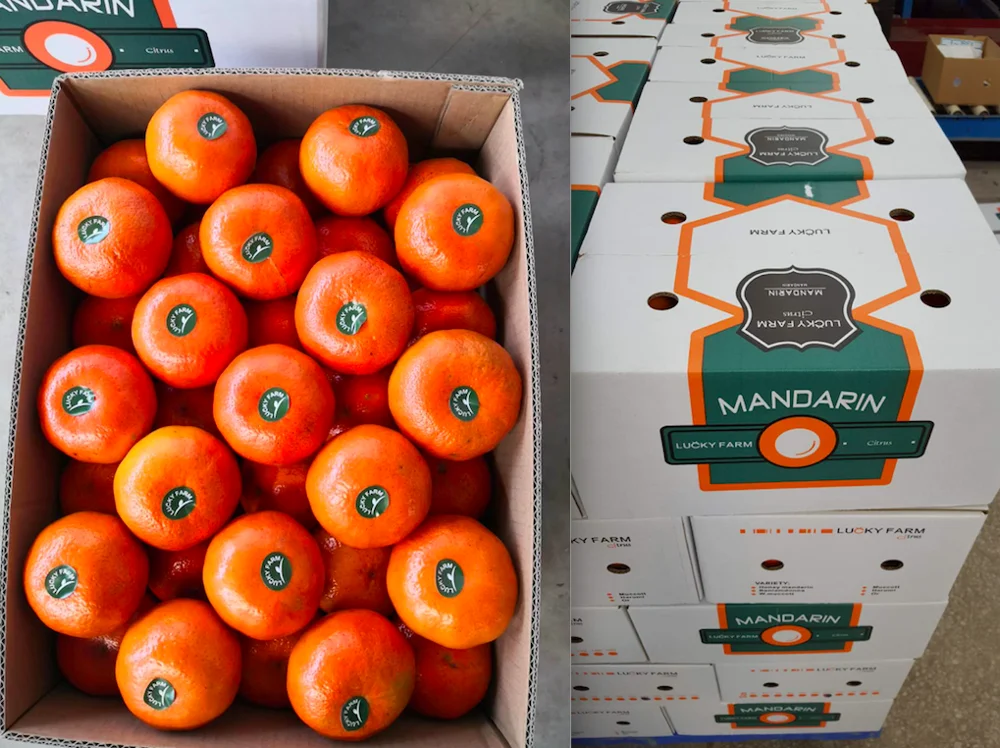 
China 2020 fresh 20kg net bag with ordinary white mixed garlic 