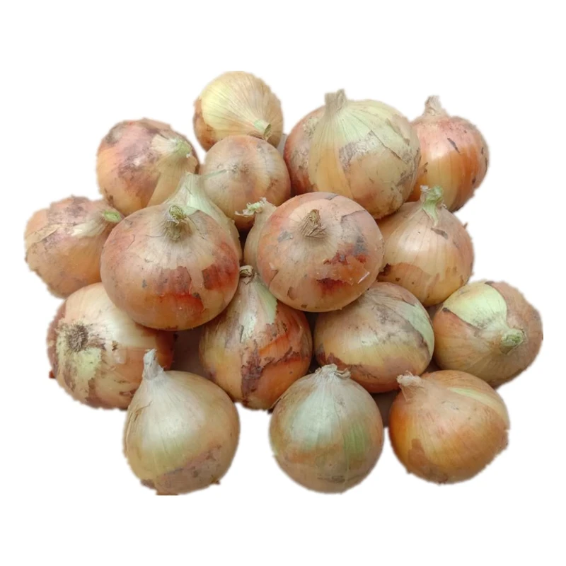 pure fresh yellow Celebration onion suppliers