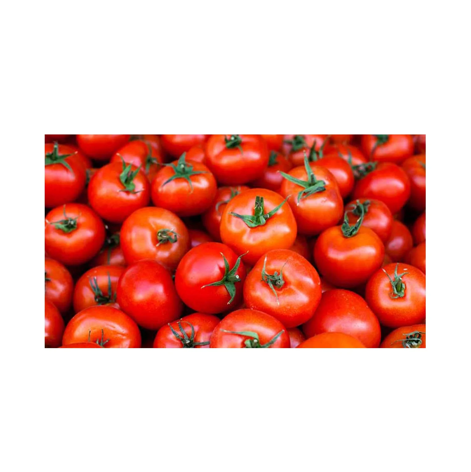 Wholesale Supplier Tomatoes For Sale In Cheap Price