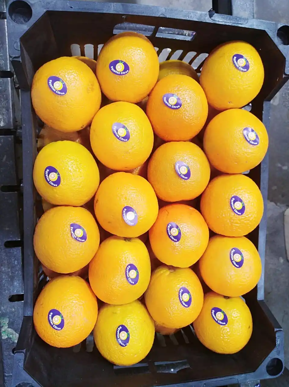 2022 Best Egyptian Fresh Orange Fruit Storage Packing