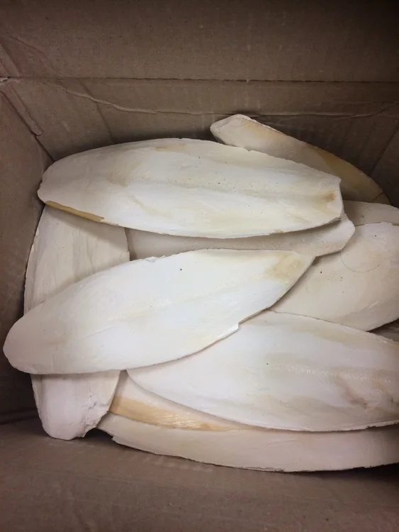 
Cuttle Fish Bone / Dried Washed Cuttle Fish Bone For sale 